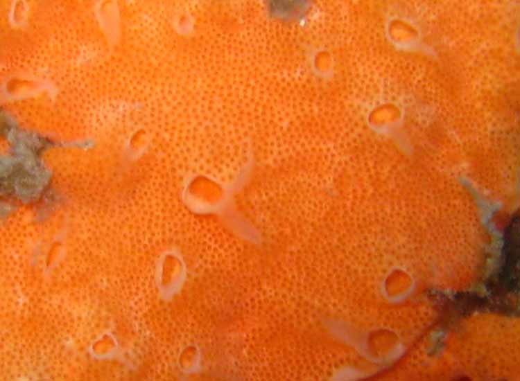 Ascidia coloniale Polysyncraton lacazei